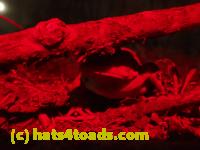 /home//u458753944/public_html/sourcegallery//Roxborough Toad Detour/2013-2019/2017/P4100644.JPG